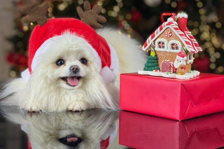 white Pomeranian dog wearing Christmas hat